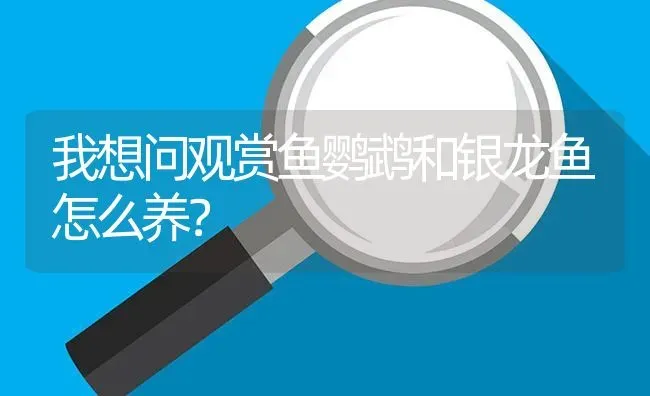 我想问观赏鱼鹦鹉和银龙鱼怎么养？ | 鱼类宠物饲养