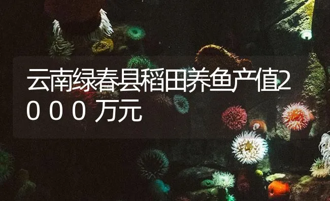 云南绿春县稻田养鱼产值2000万元 | 海水养殖技术