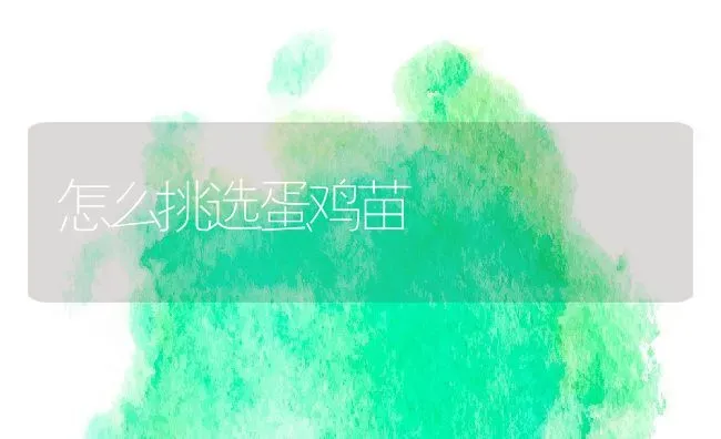 怎么挑选蛋鸡苗 | 动物养殖百科