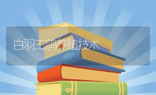 白羽王鸽养殖技术 | 动物养殖饲料