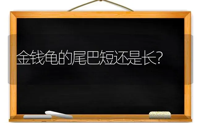 金钱龟的尾巴短还是长？ | 动物养殖问答