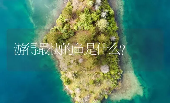 游得最快的鱼是什么？ | 鱼类宠物饲养