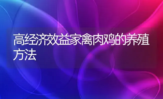 高经济效益家禽肉鸡的养殖方法 | 家畜养殖技术