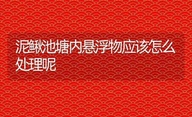 泥鳅池塘内悬浮物应该怎么处理呢 | 动物养殖教程