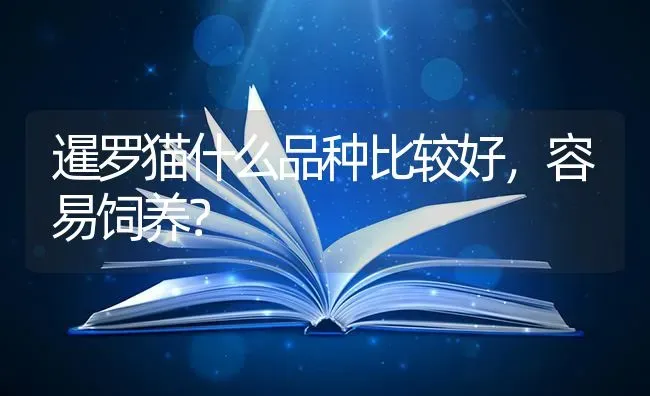 暹罗猫什么品种比较好，容易饲养？ | 动物养殖问答