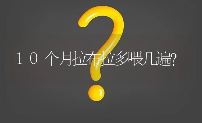 10个月拉布拉多喂几遍？ | 动物养殖问答