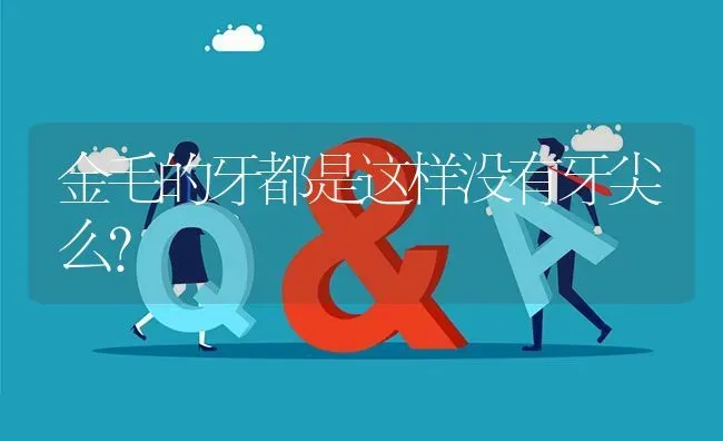 金毛的牙都是这样没有牙尖么？ | 动物养殖问答