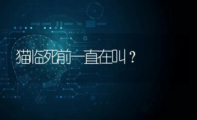 猫临死前一直在叫？ | 动物养殖问答