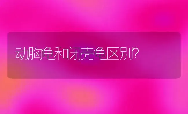 马尔济斯犬的优点及缺点？ | 动物养殖问答