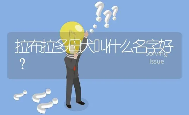 拉布拉多母犬叫什么名字好？ | 动物养殖问答