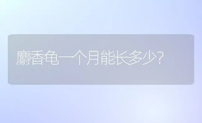 麝香龟一个月能长多少？ | 动物养殖问答