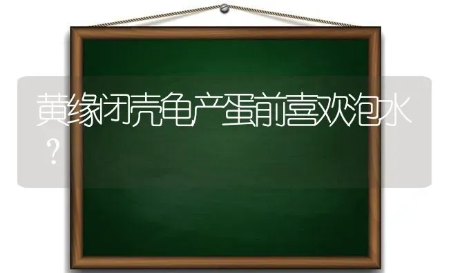 黄缘闭壳龟产蛋前喜欢泡水？ | 动物养殖问答