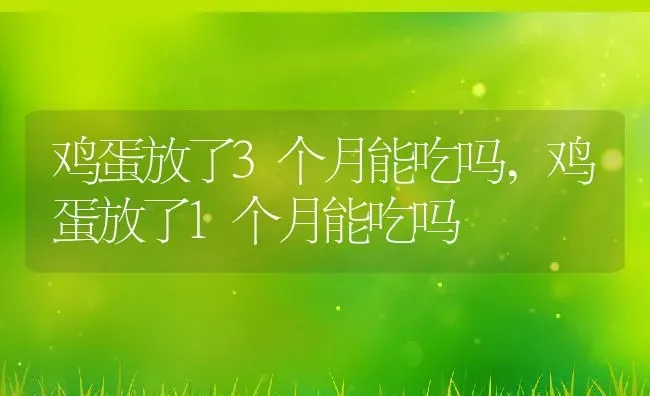 鸡蛋放了3个月能吃吗,鸡蛋放了1个月能吃吗 | 宠物百科知识