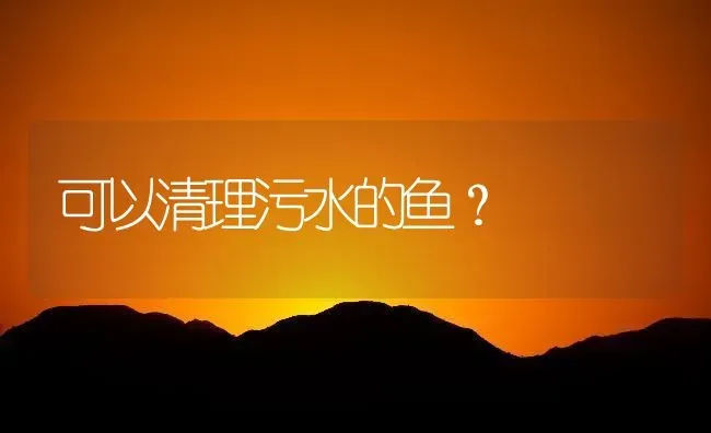 可以清理污水的鱼？ | 鱼类宠物饲养