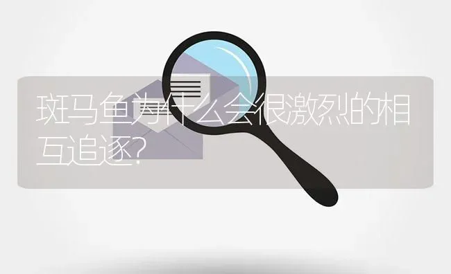 斑马鱼为什么会很激烈的相互追逐？ | 鱼类宠物饲养