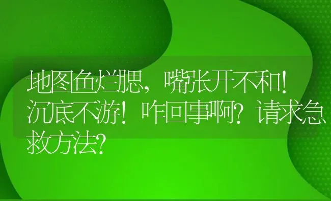 地图鱼烂腮，嘴张开不和！沉底不游！咋回事啊？请求急救方法？ | 鱼类宠物饲养