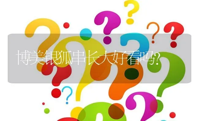 博美银狐串长大好看吗？ | 动物养殖问答