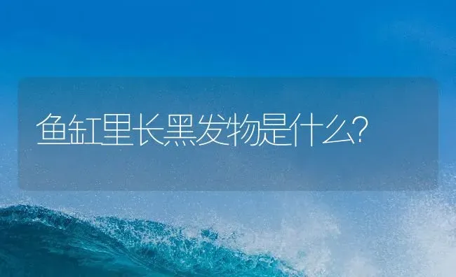 鱼缸里长黑发物是什么？ | 鱼类宠物饲养