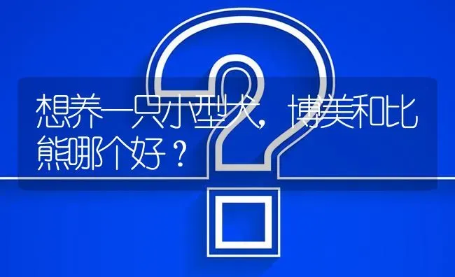 想养一只小型犬，博美和比熊哪个好？ | 动物养殖问答