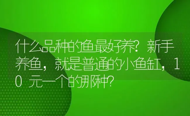 什么品种的鱼最好养?新手养鱼，就是普通的小鱼缸，10元一个的那种？ | 鱼类宠物饲养