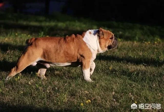 法斗犬的饲养方法,斗牛犬怎么喂养？