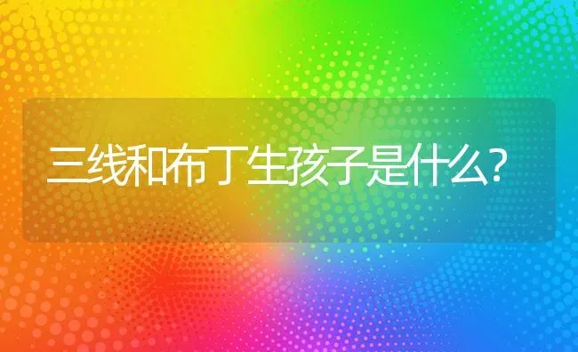 三线和布丁生孩子是什么？ | 动物养殖问答