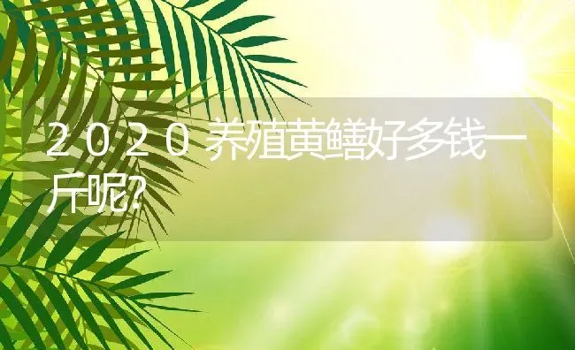 2020养殖黄鳝好多钱一斤呢？ | 动物养殖百科