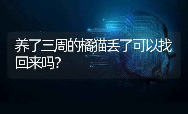 养了三周的橘猫丢了可以找回来吗？ | 动物养殖问答