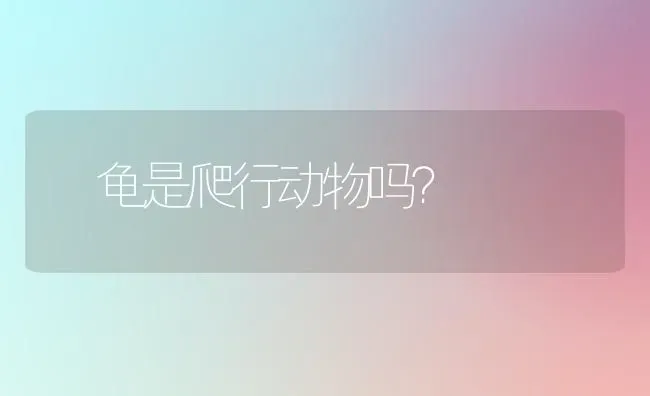 蠵龟是爬行动物吗？ | 动物养殖问答