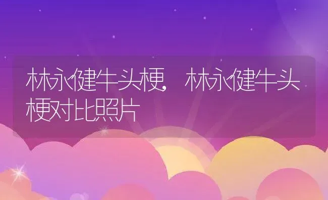 林永健牛头梗,林永健牛头梗对比照片 | 宠物百科知识