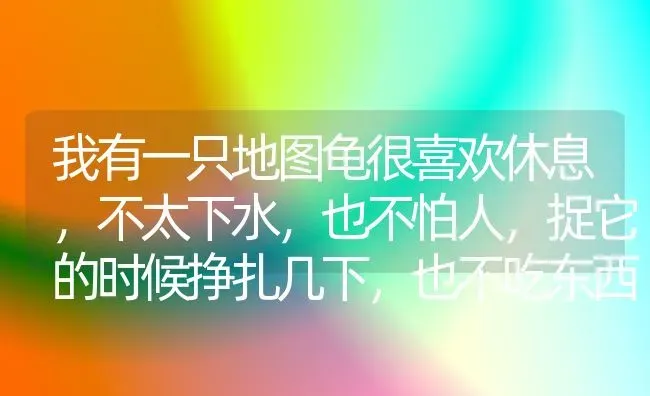 我有一只地图龟很喜欢休息，不太下水，也不怕人，捉它的时候挣扎几下，也不吃东西，赶下水后还算活泼？ | 动物养殖问答