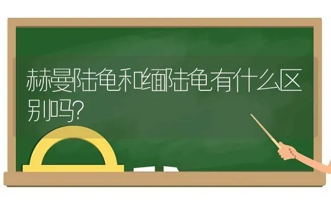 赫曼陆龟和缅陆龟有什么区别吗？ | 动物养殖问答