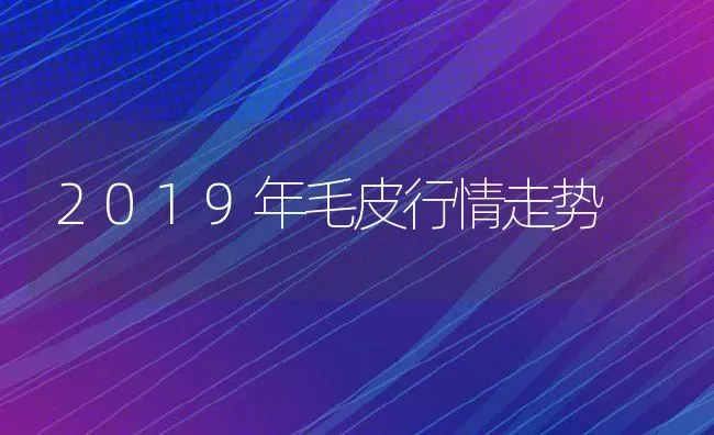 2019年毛皮行情走势 | 动物养殖百科