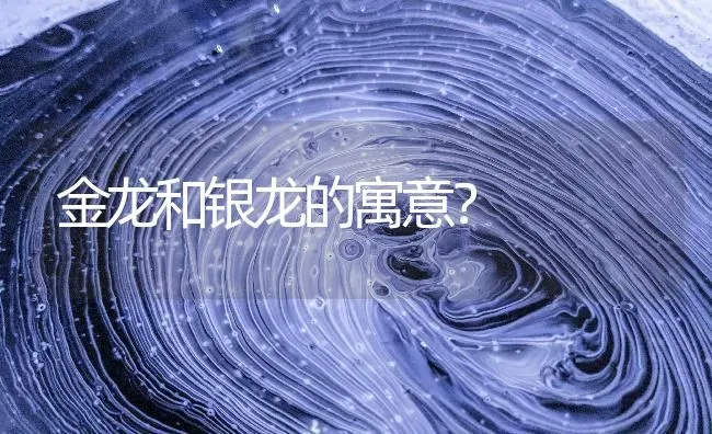 金龙和银龙的寓意？ | 鱼类宠物饲养