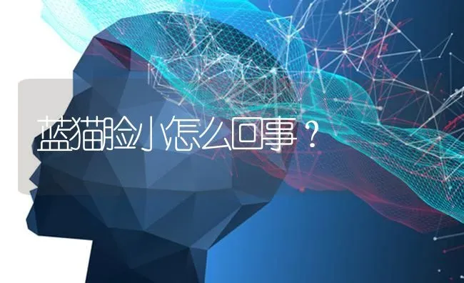 蓝猫脸小怎么回事？ | 动物养殖问答