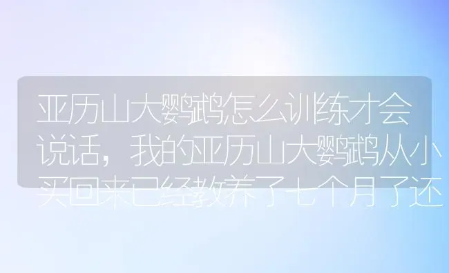 亚历山大鹦鹉怎么训练才会说话，我的亚历山大鹦鹉从小买回来已经教养了七个月了还不见开口说话，请高手们请教？ | 动物养殖问答