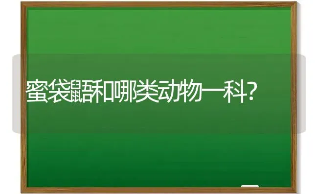 我刚买了条边牧三个月老叫唤几个月就可以带他出去溜达了？ | 动物养殖问答