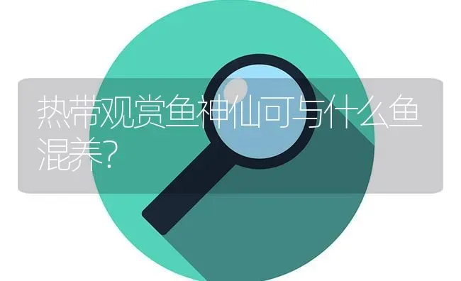 热带观赏鱼神仙可与什么鱼混养？ | 鱼类宠物饲养