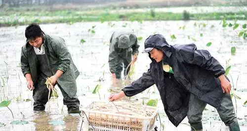 湖北咸宁咸安区藕田套养龙虾三千亩