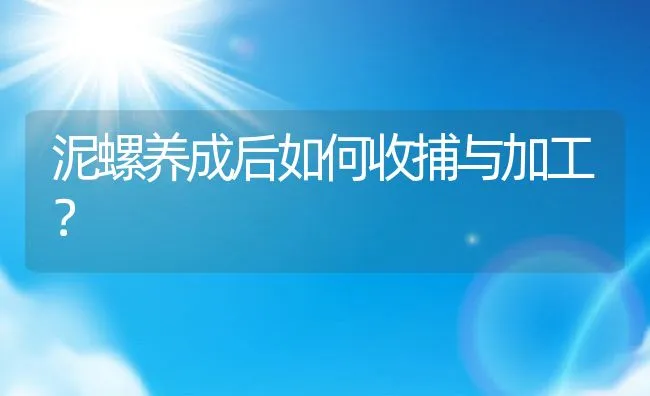 泥螺养成后如何收捕与加工？ | 动物养殖学堂