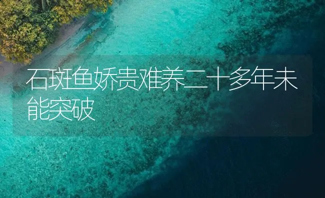 石斑鱼娇贵难养二十多年未能突破 | 海水养殖技术