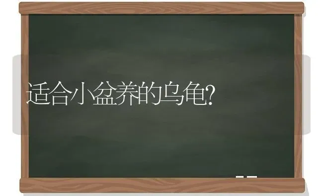 适合小盆养的乌龟？ | 动物养殖问答