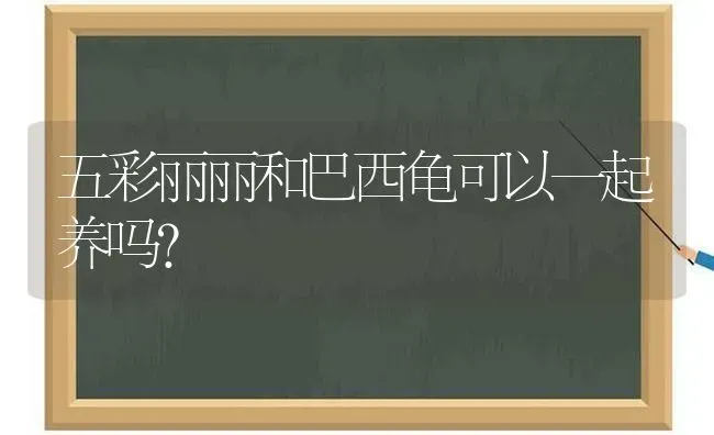 五彩丽丽和巴西龟可以一起养吗？ | 动物养殖问答