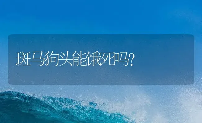 斑马狗头能饿死吗？ | 鱼类宠物饲养