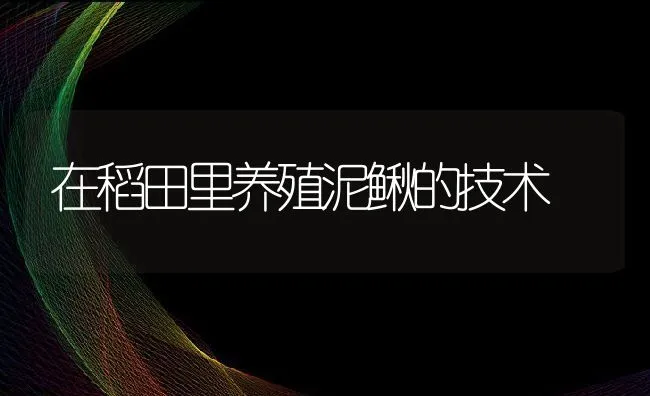 在稻田里养殖泥鳅的技术 | 水产养殖知识