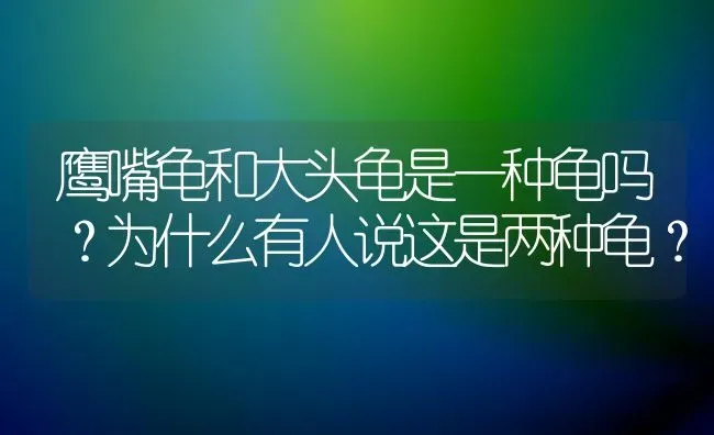 鹰嘴龟和大头龟是一种龟吗？为什么有人说这是两种龟？ | 动物养殖问答