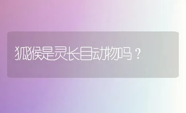 狐猴是灵长目动物吗？ | 动物养殖问答