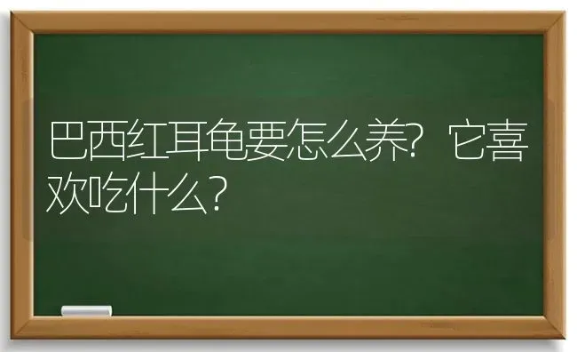 巴西红耳龟要怎么养?它喜欢吃什么？ | 动物养殖问答