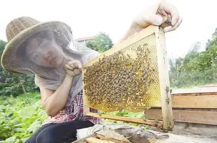 养殖蜜蜂如何对付蜜蜂的天敌