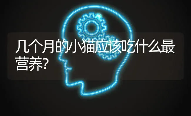 几个月的小猫应该吃什么最营养？ | 动物养殖问答